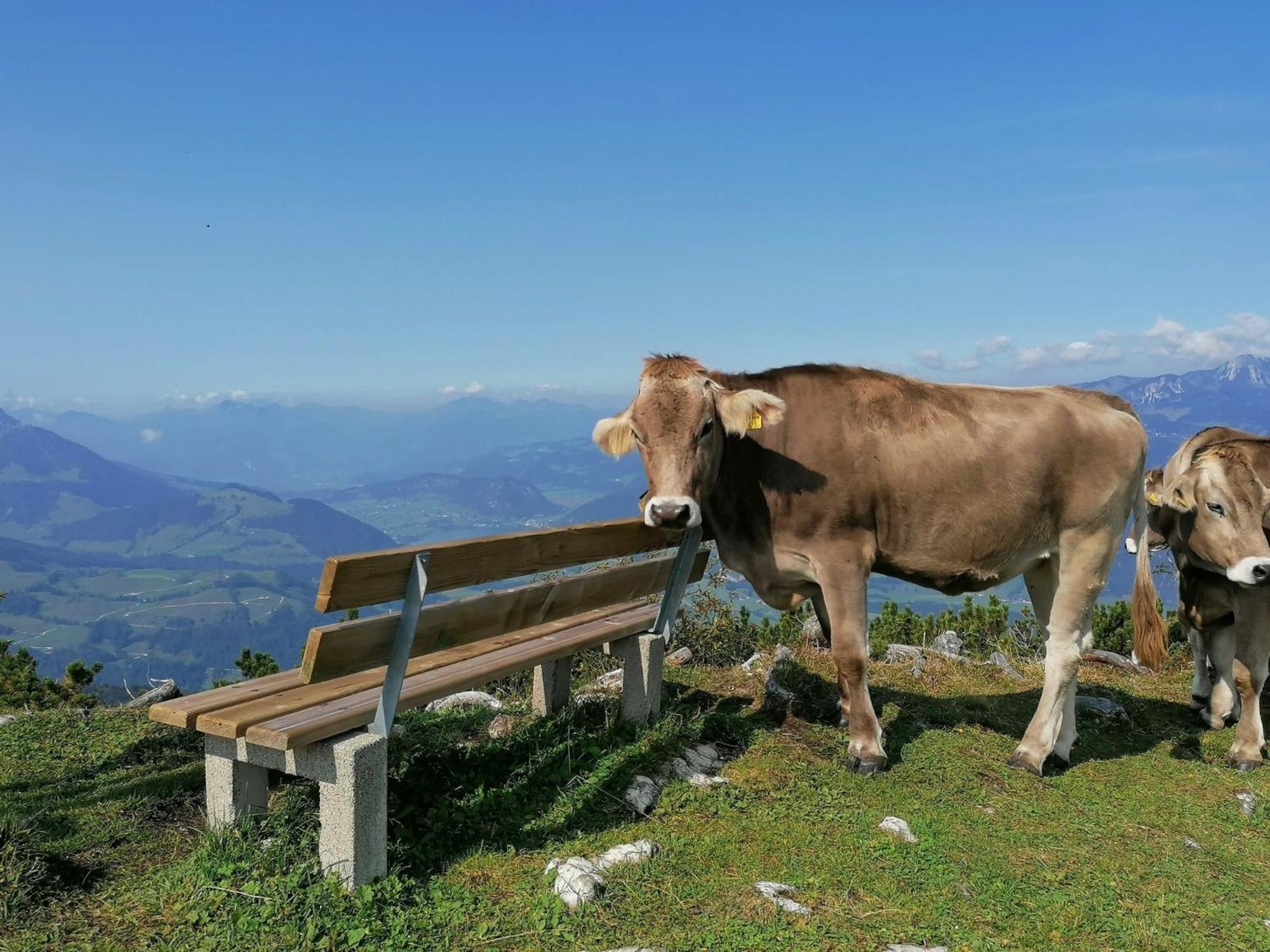 Ferienwohnung In Panorama Alleinlage Kitzbueheler Alpenwild63 By Fewo-Plan Schwarzenau  Exteriör bild